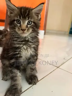1-3 months Male Purebred Maine Coon