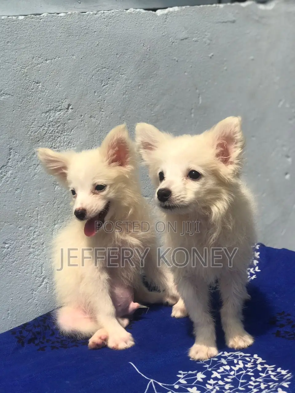 1-3 months Female Purebred American Eskimo