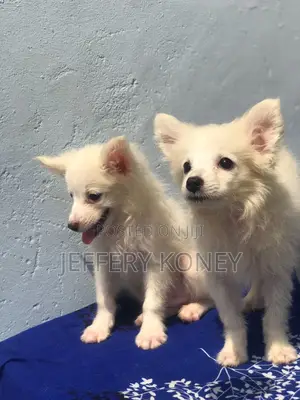 1-3 months Female Purebred American Eskimo