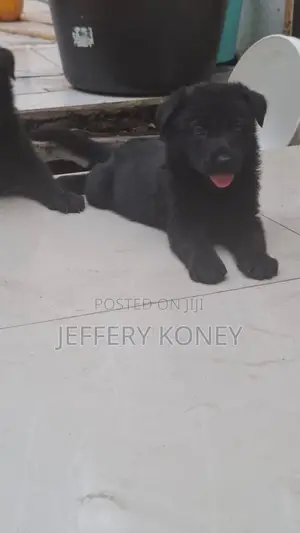 1-3 months Male Purebred German Shepherd