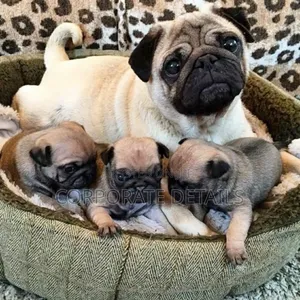 1-3 months Female Purebred Pug