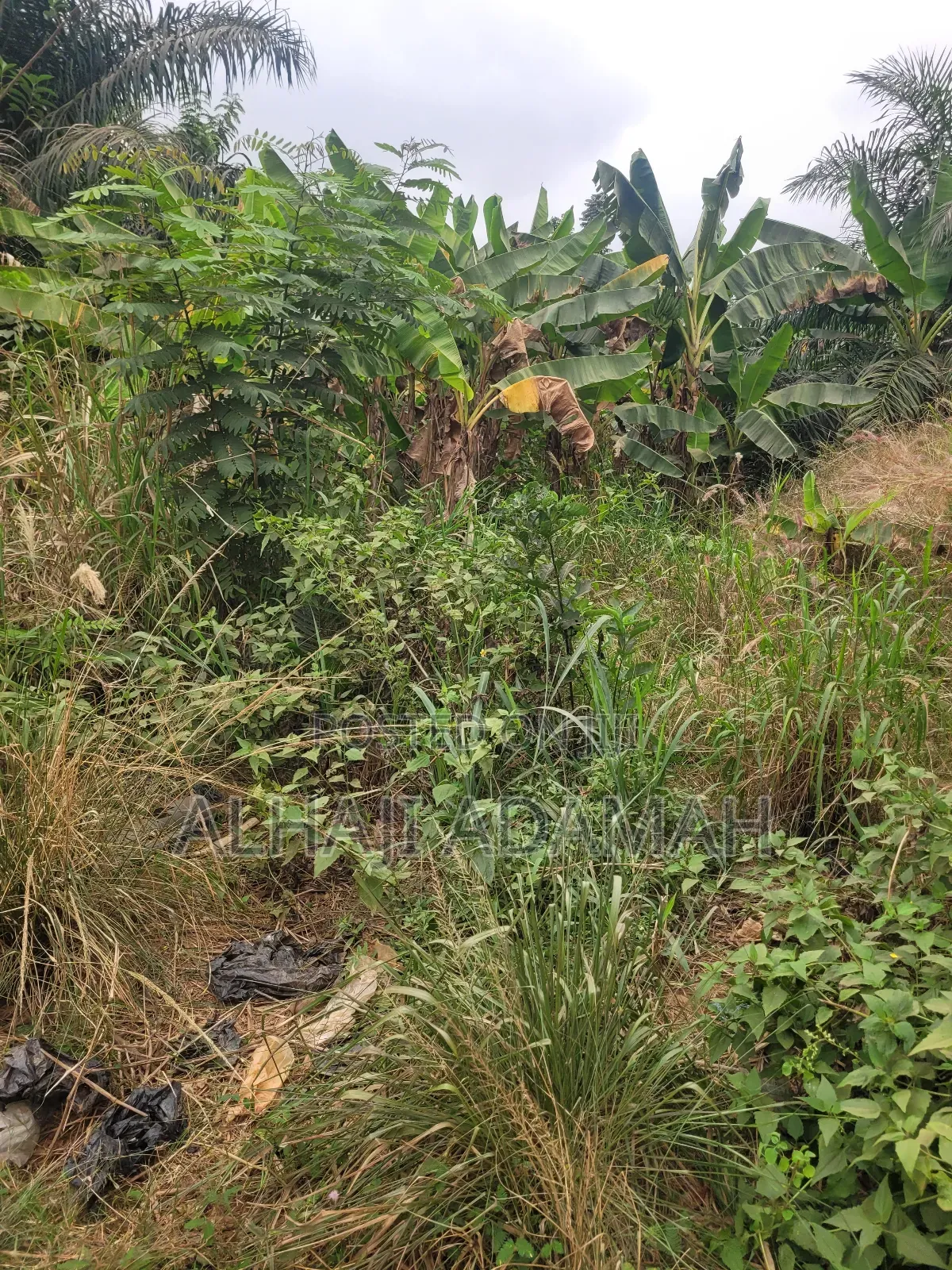 One Acres Land for Sale at Ahemakokoben Abuabuta