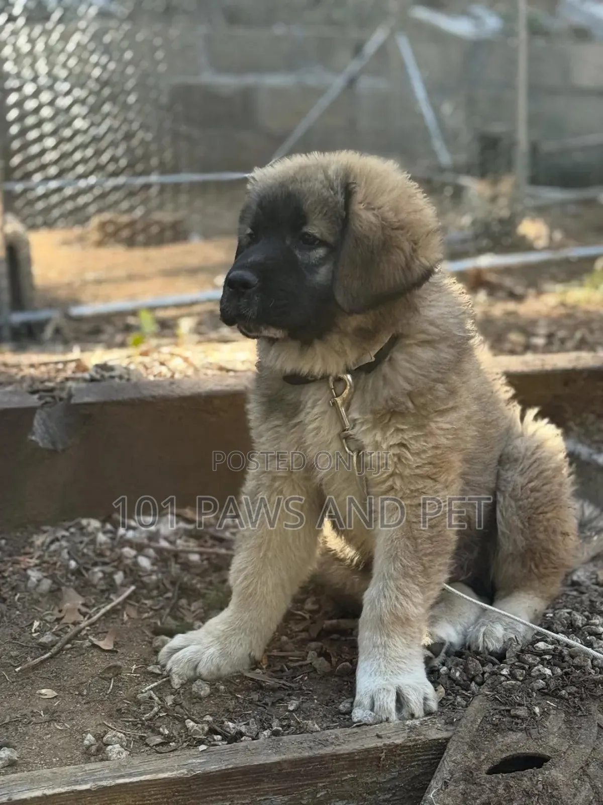3-6 months Female Purebred Caucasian Shepherd