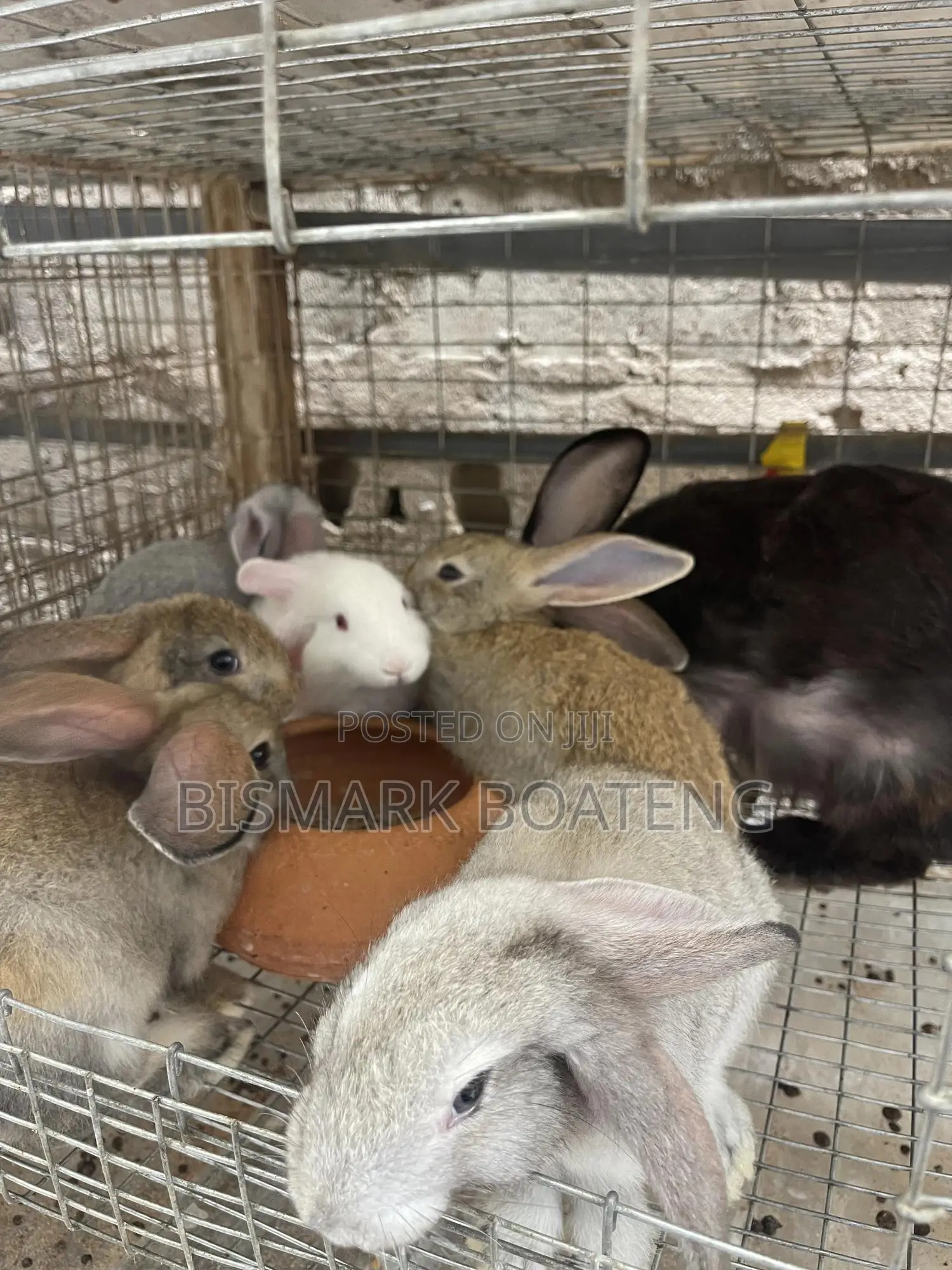 Bunnies for Sale