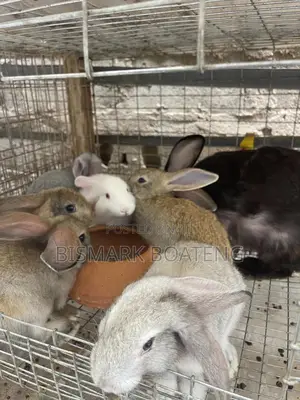 Bunnies for Sale