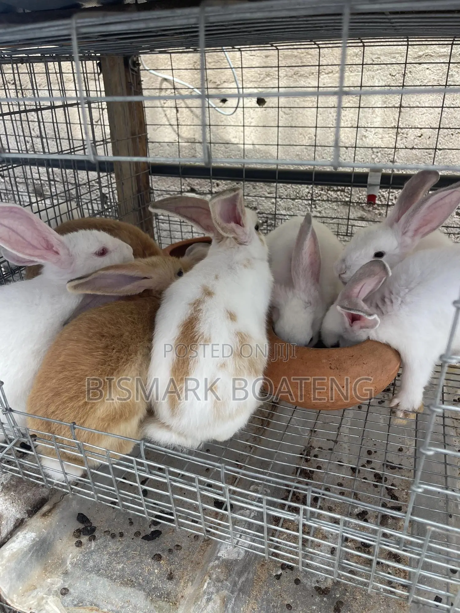 Bunnies for Sale