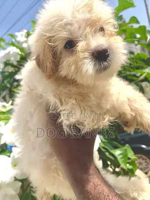 1-3 months Male Purebred Poodle
