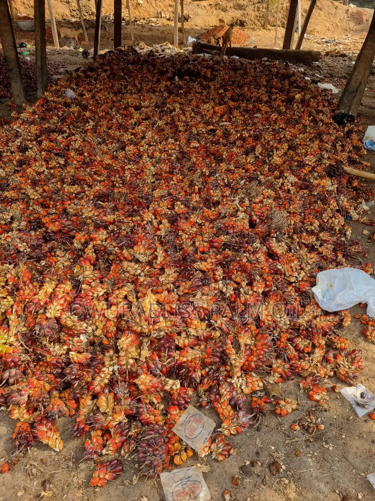 Organic Palm Oil