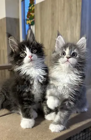 3-6 months Female Purebred Maine Coon