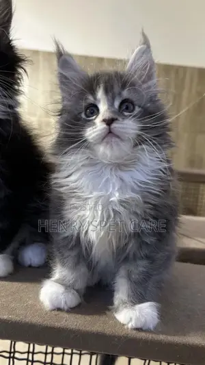 3-6 months Female Purebred Maine Coon