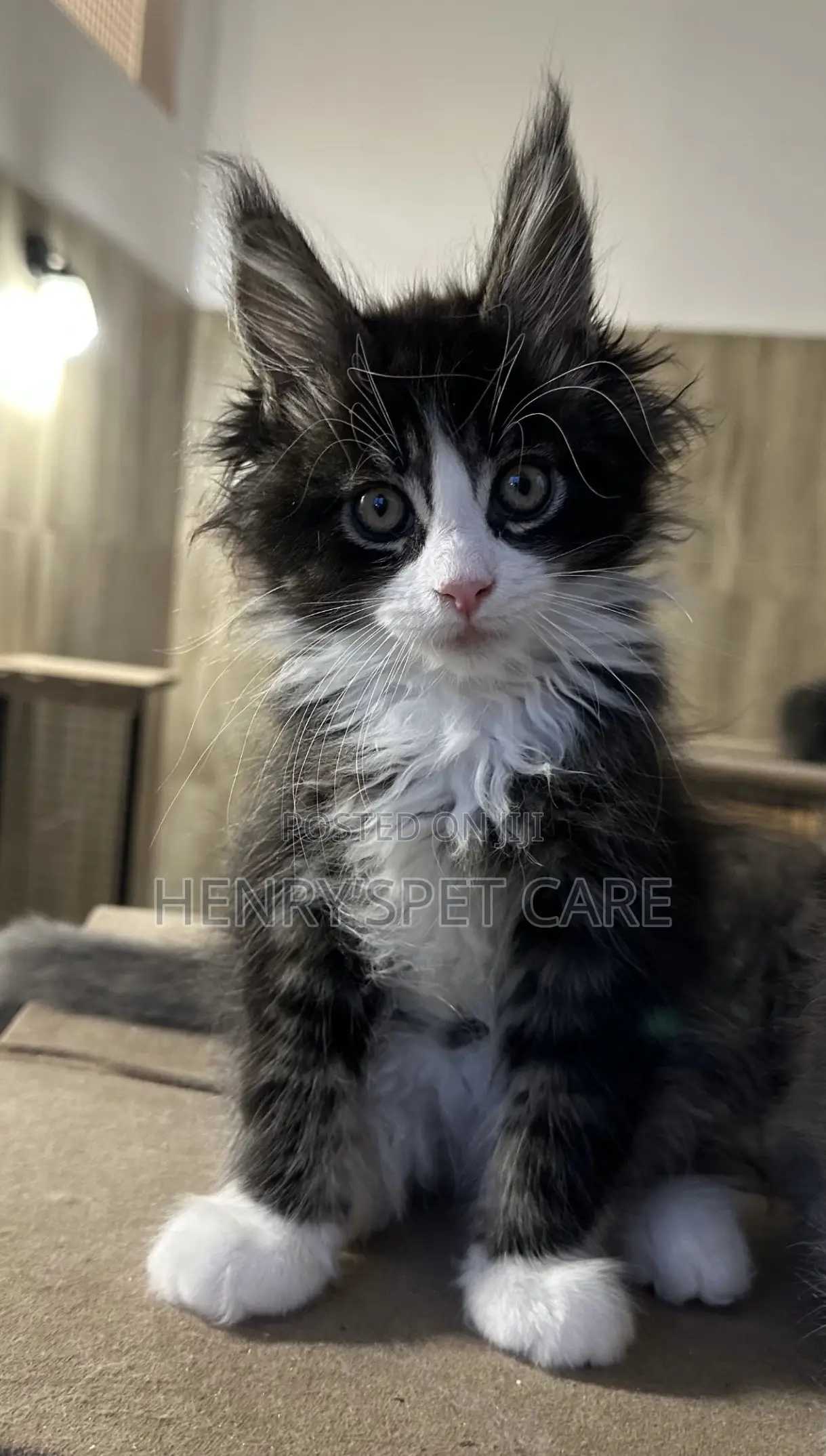 3-6 months Female Purebred Maine Coon