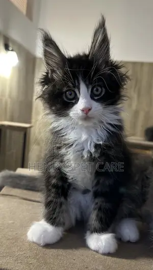 3-6 months Female Purebred Maine Coon