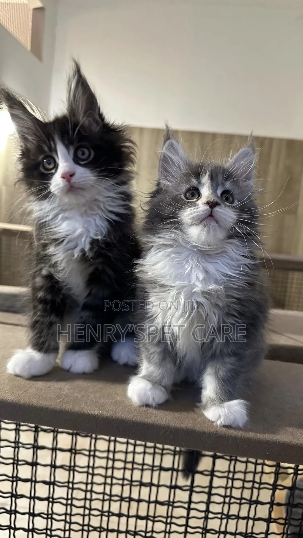 3-6 months Female Purebred Maine Coon