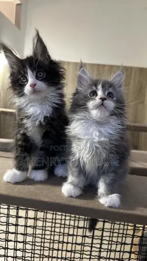 3-6 months Female Purebred Maine Coon