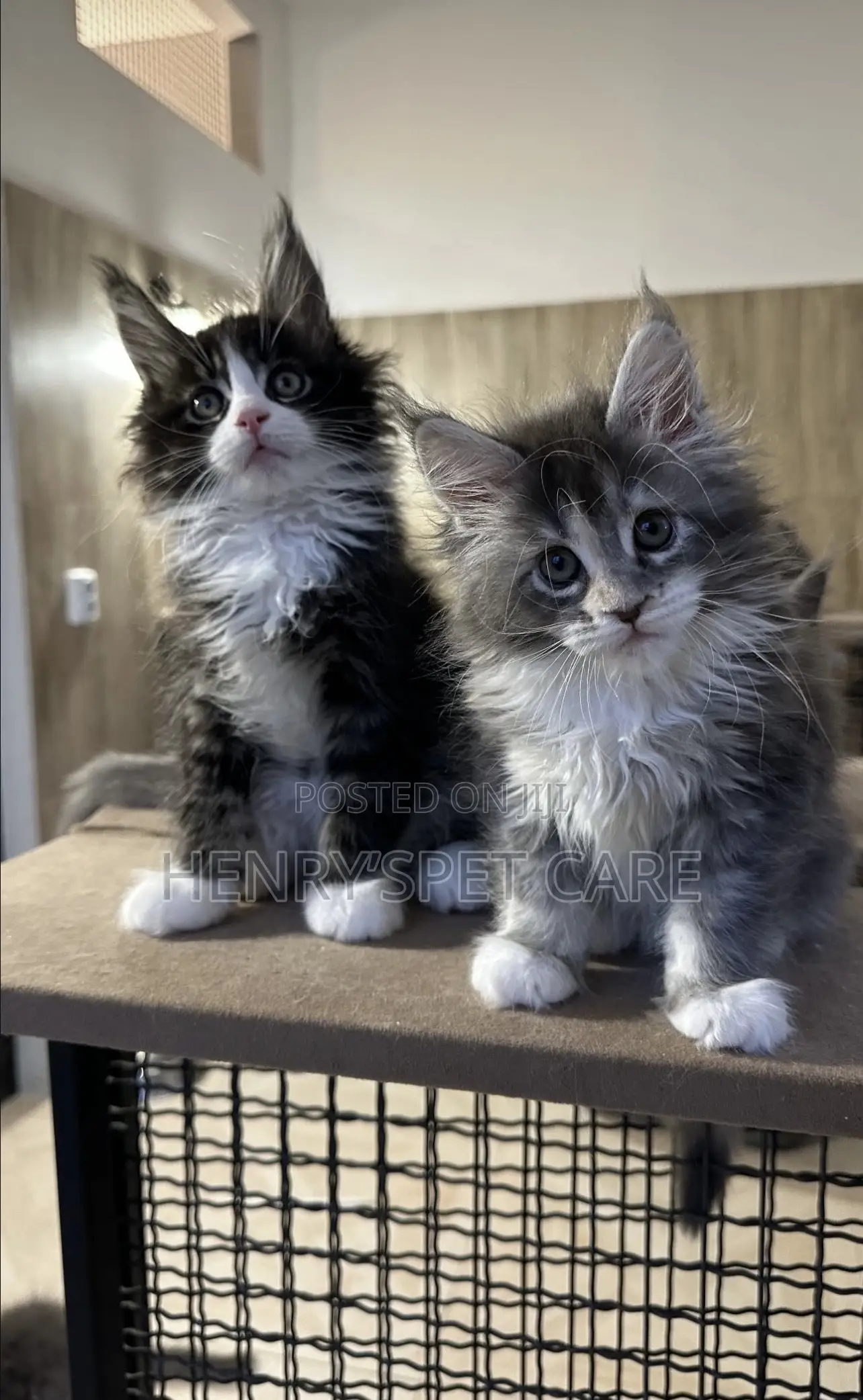 3-6 months Female Purebred Maine Coon