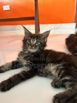 1-3 months Female Purebred Maine Coon