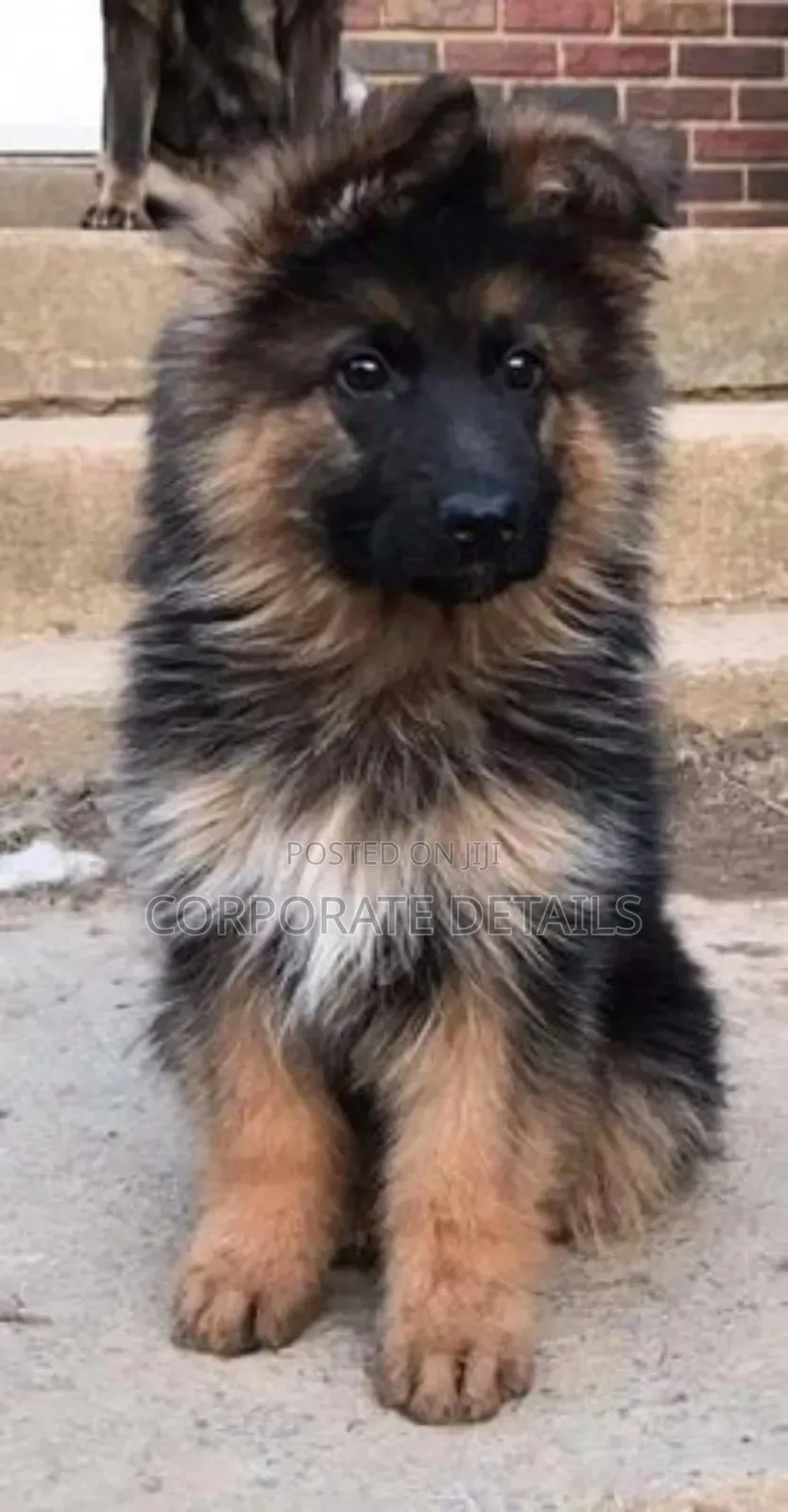 1-3 months Female Purebred German Shepherd