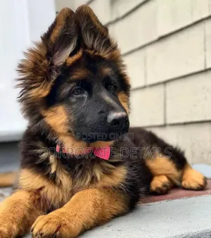 1-3 months Female Purebred German Shepherd