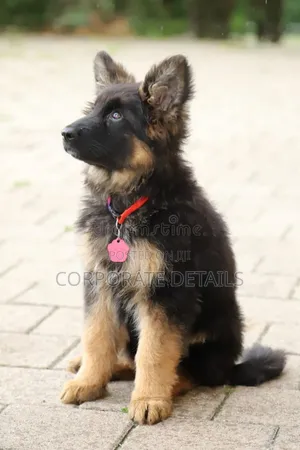 1-3 months Male Purebred German Shepherd