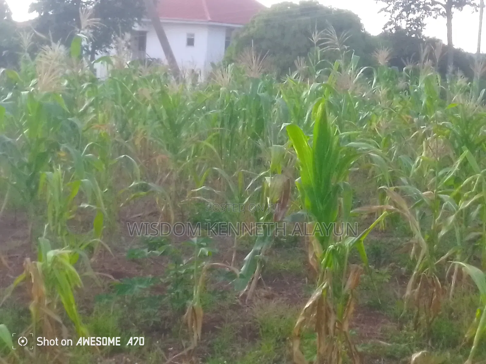 1 Plot of Land for Sale at Pakyi, Abom