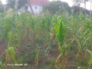 1 Plot of Land for Sale at Pakyi, Abom