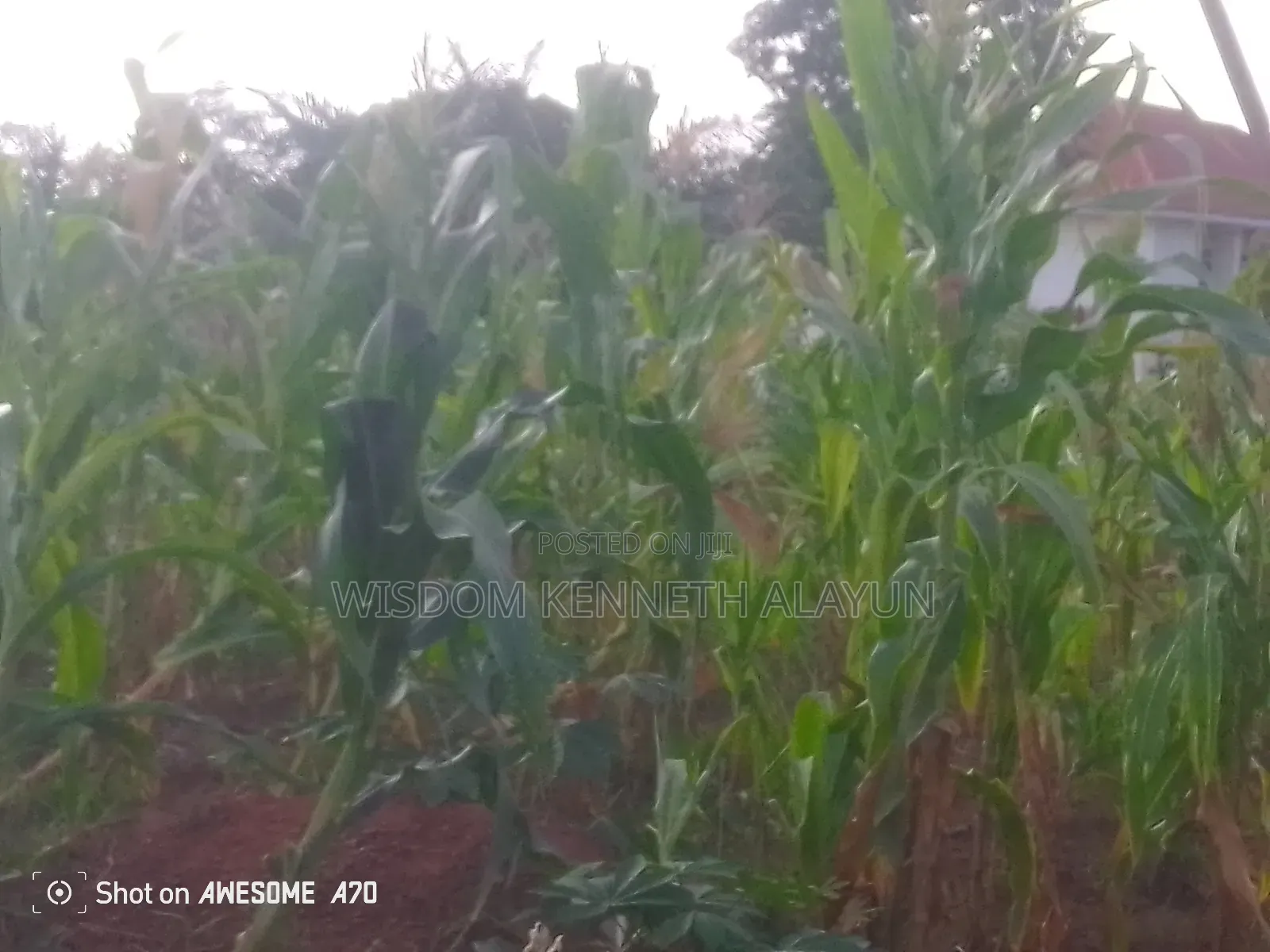 1 Plot of Land for Sale at Pakyi, Abom