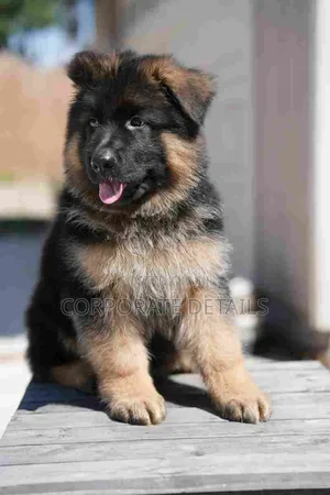 1-3 months Male Purebred German Shepherd