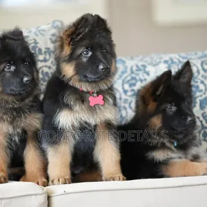 1-3 months Male Purebred German Shepherd