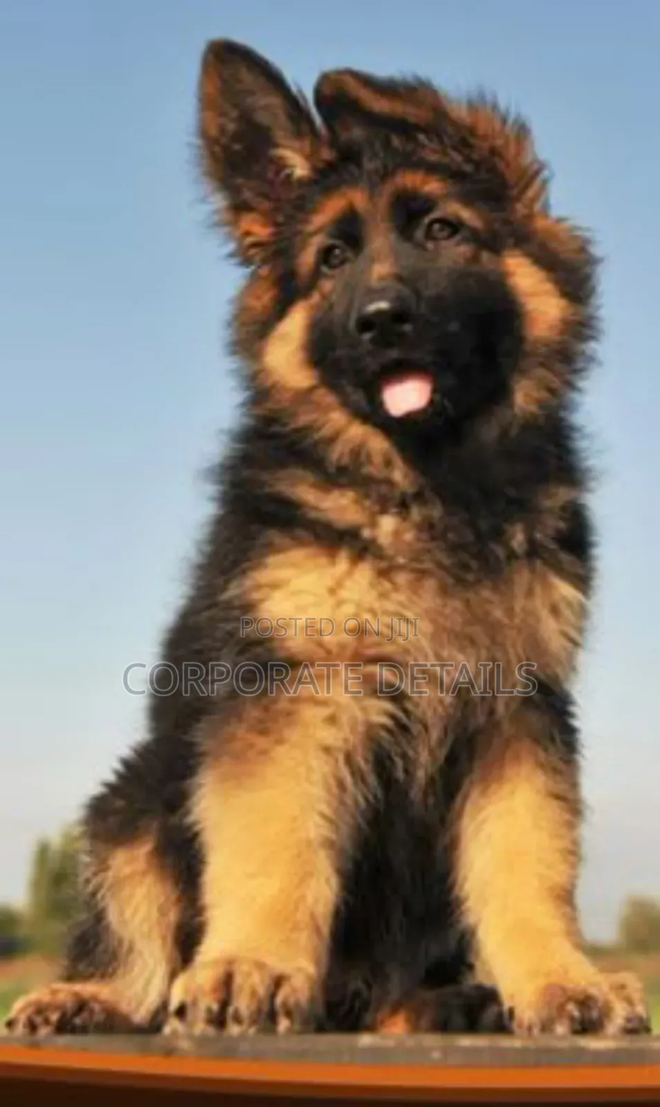 1-3 months Female Purebred German Shepherd