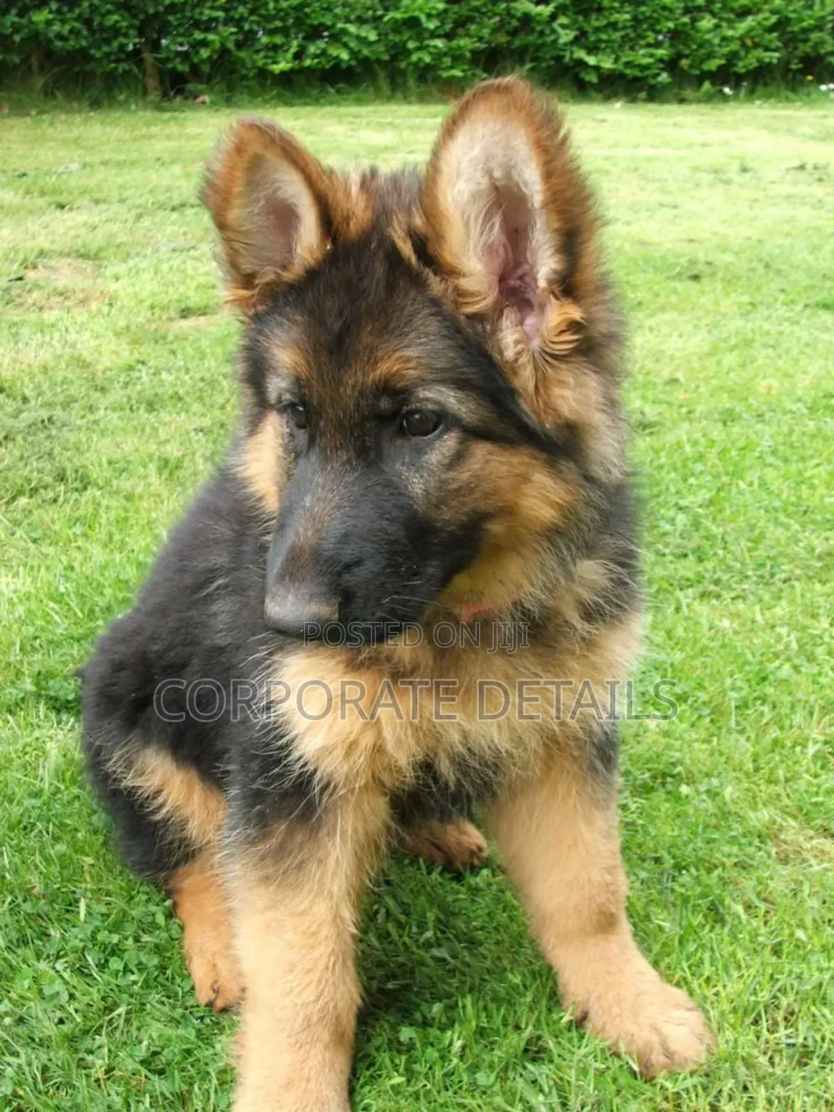 1-3 months Female Purebred German Shepherd