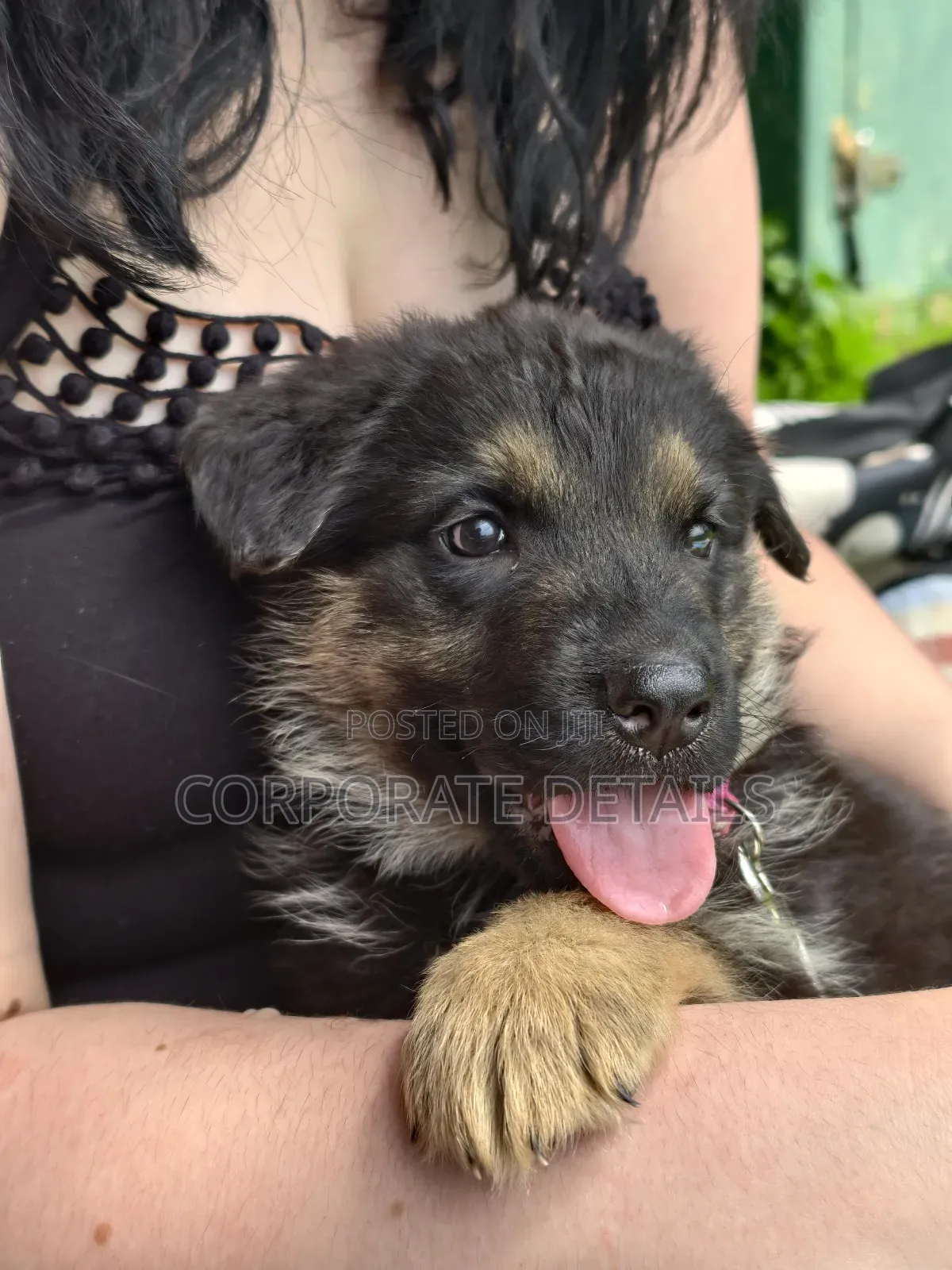 1-3 months Female Purebred German Shepherd