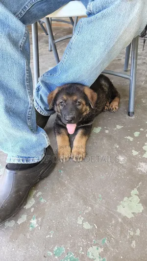 1-3 months Female Purebred German Shepherd