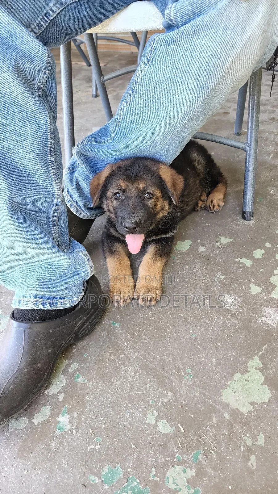 1-3 months Female Purebred German Shepherd