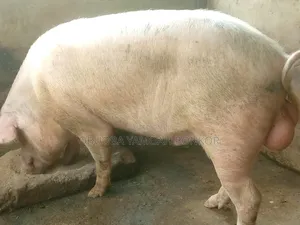Obuoba Y.P Farms