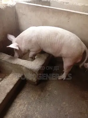 Healthy Pigs for Sale 10-130kgs