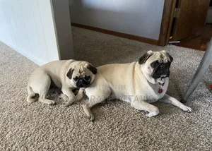 1-3 months Female Purebred Pug