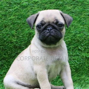 1-3 months Female Purebred Pug