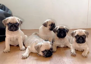 1-3 months Female Purebred Pug