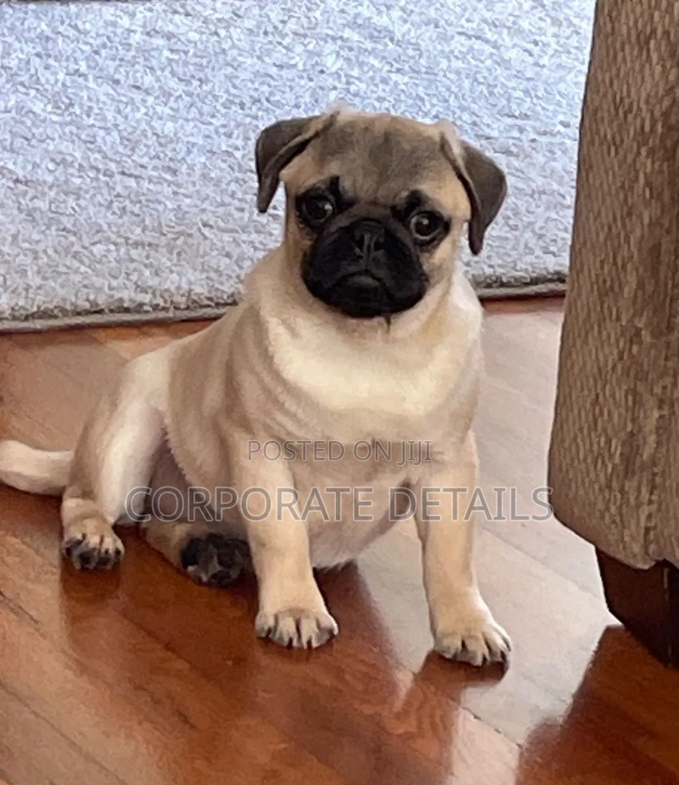 1-3 months Female Purebred Pug