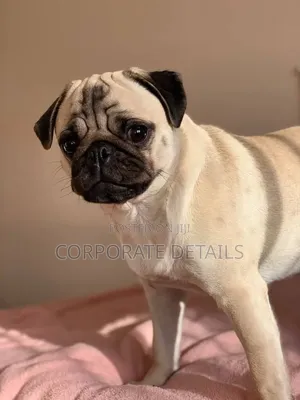 1-3 months Female Purebred Pug