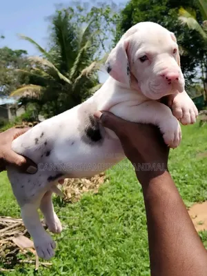 1-3 months Male Purebred Great Dane