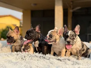 1-3 months Female Purebred French Bulldog