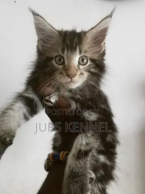 1-3 months Female Purebred Maine Coon