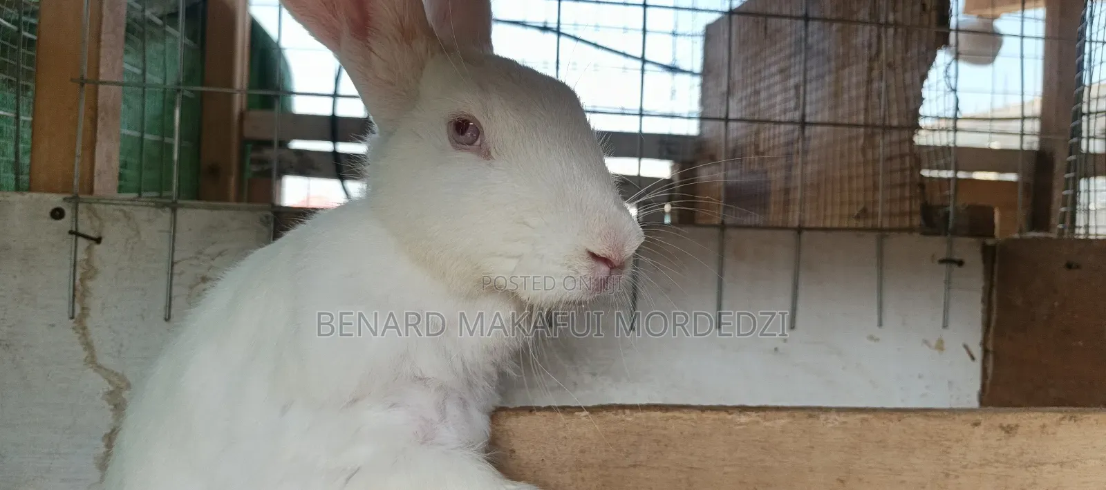 Rabbits and Rabbit Meat