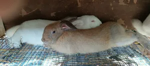 Rabbits and Rabbit Meat