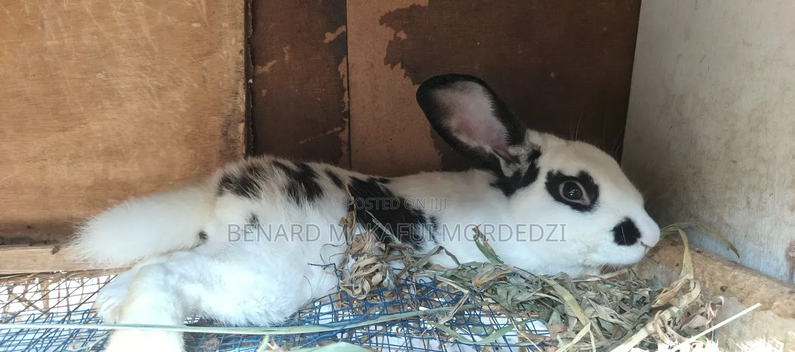 Rabbits and Rabbit Meat