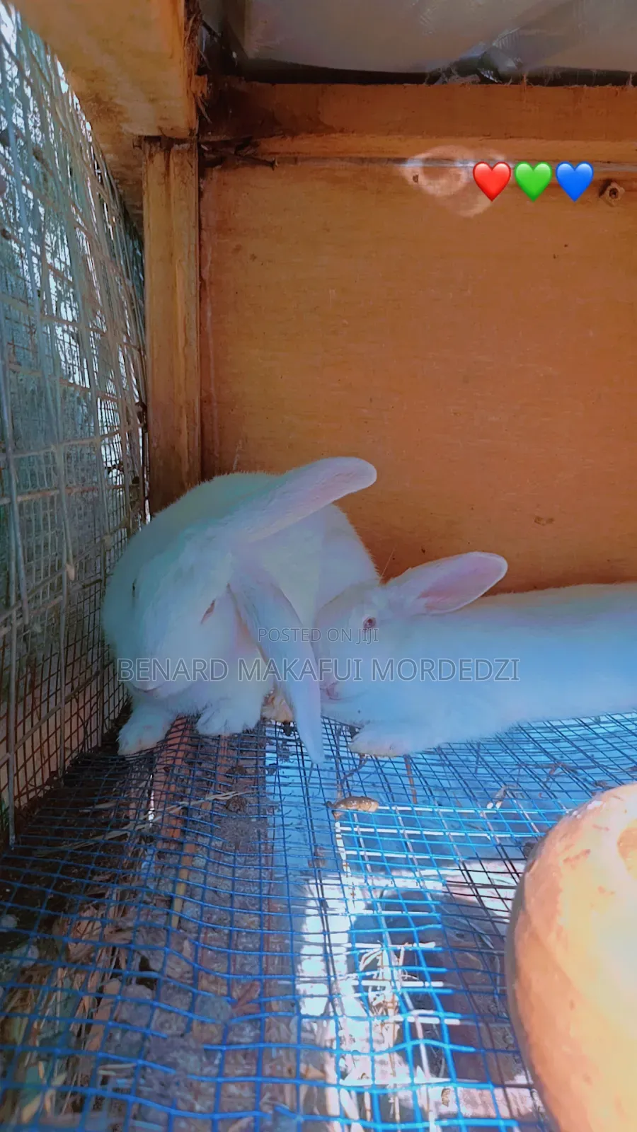 Rabbits and Rabbit Meat