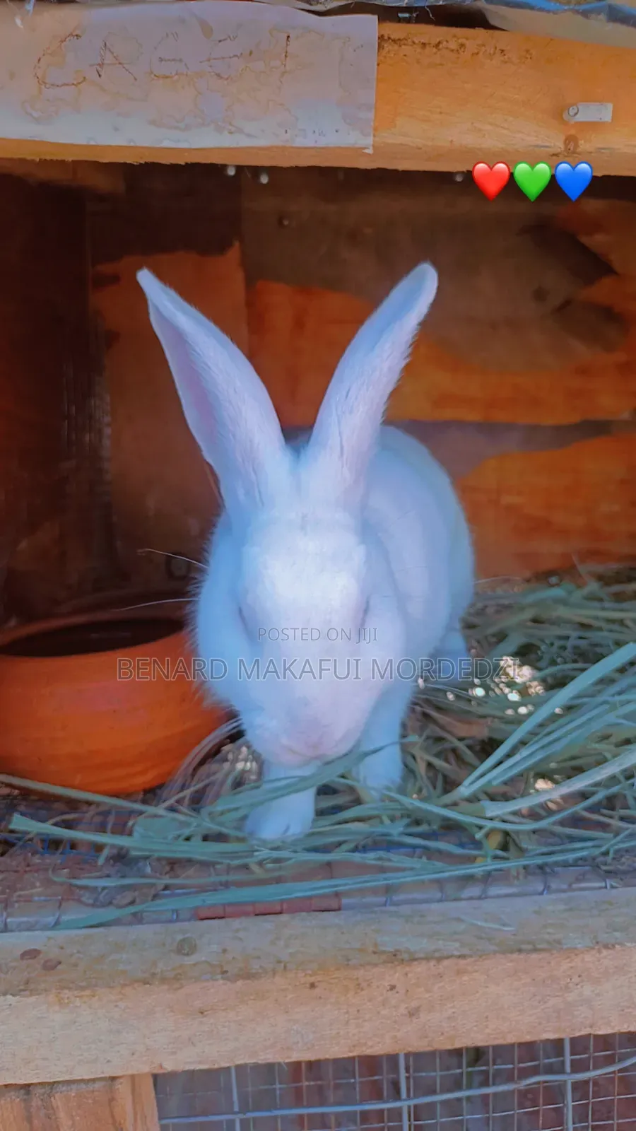 Rabbits and Rabbit Meat