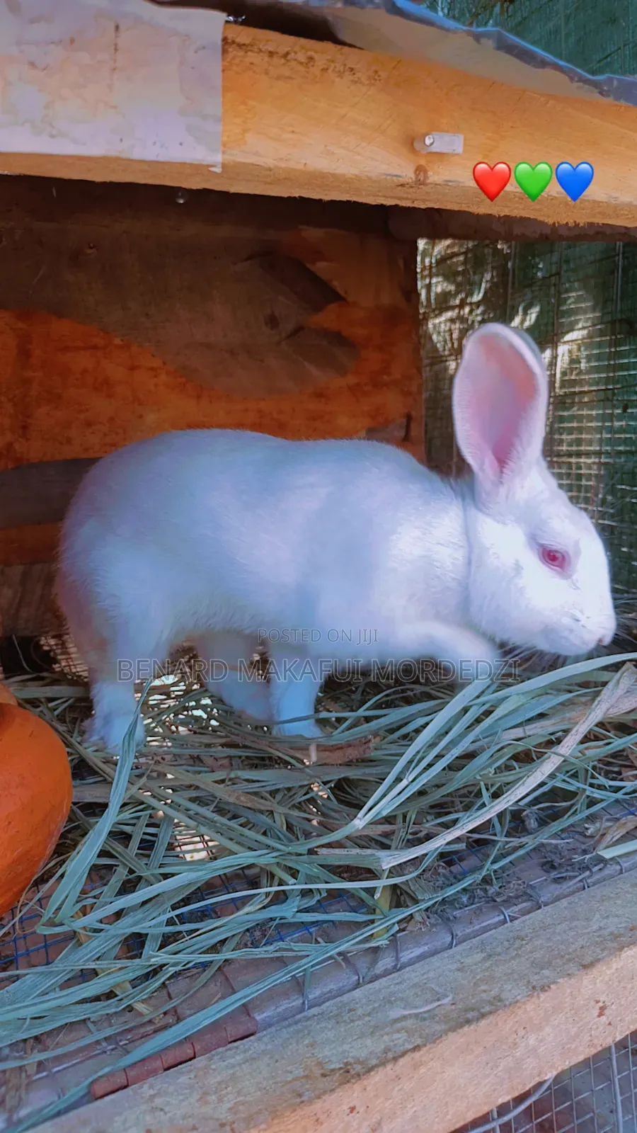 Rabbits and Rabbit Meat