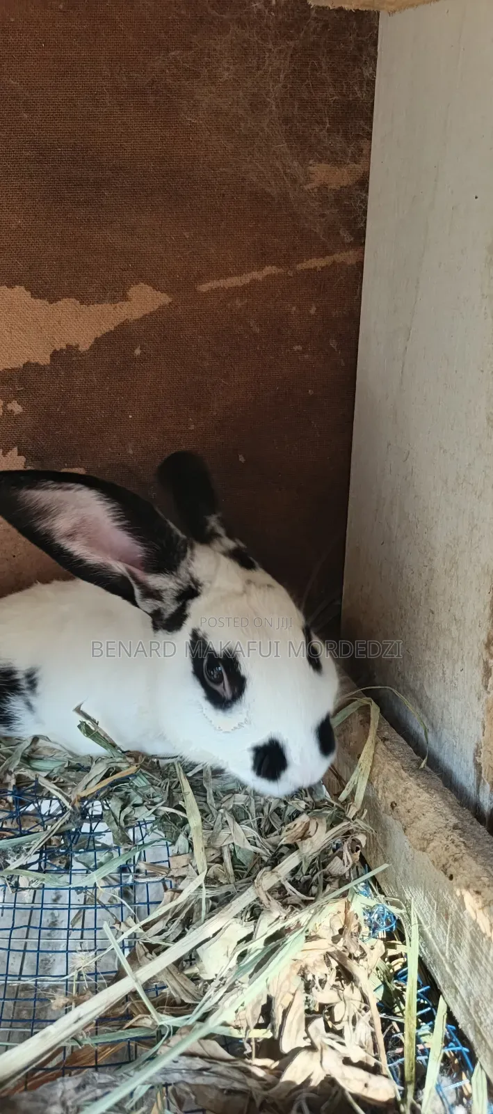 Rabbits and Rabbit Meat